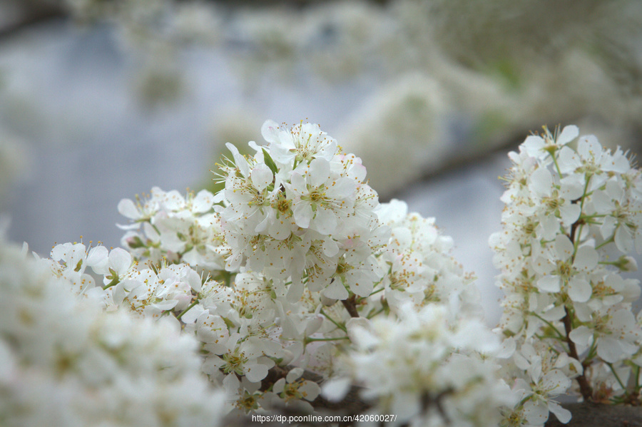 早春二月李花开11