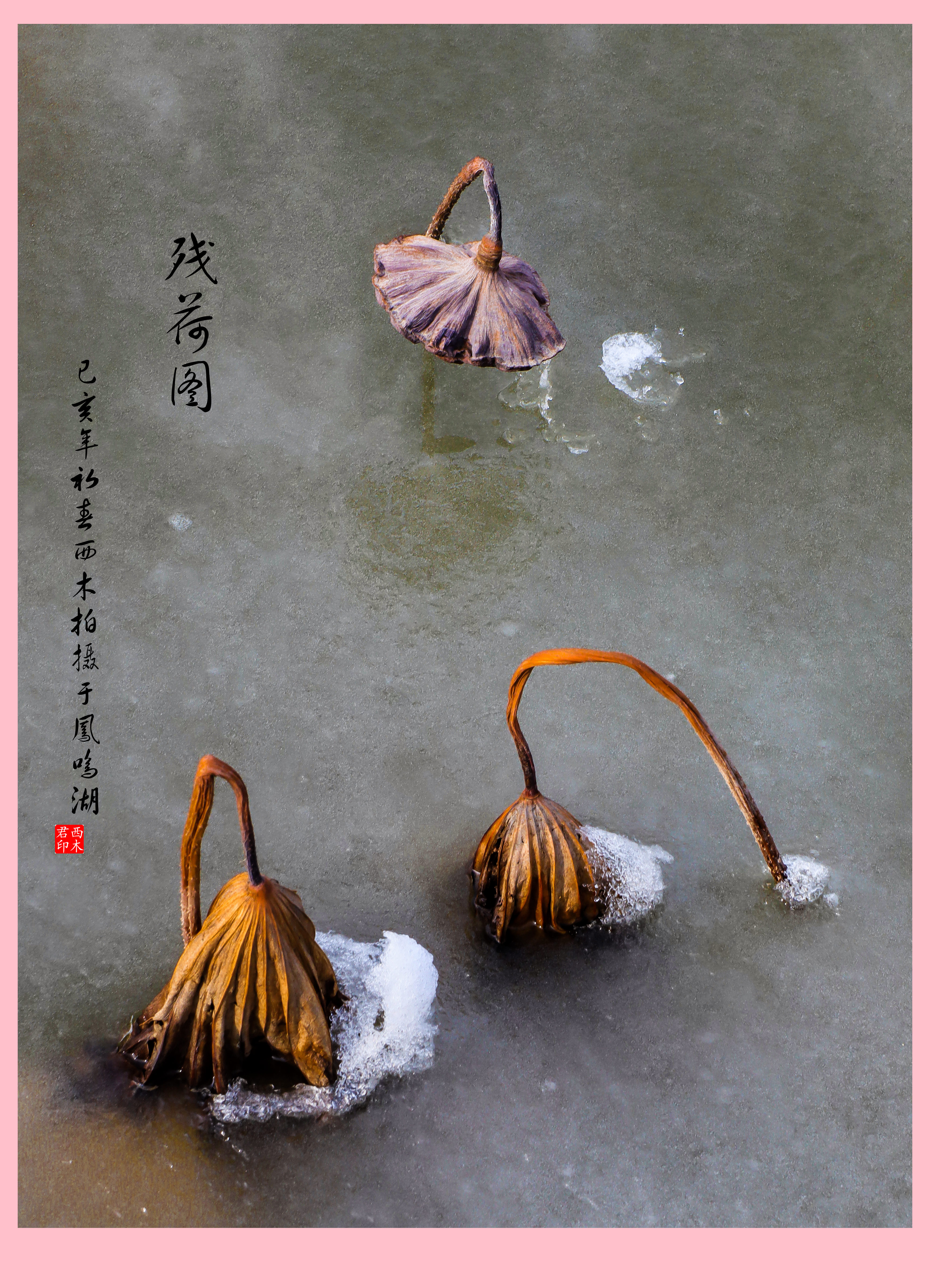 【冰封残荷摄影图片】新疆石河子北湖荷花池生态摄影_剑影秋风