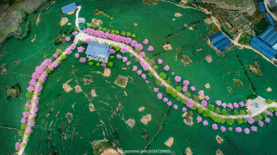 福建永福:樱花园樱花盛放 景美(共p)