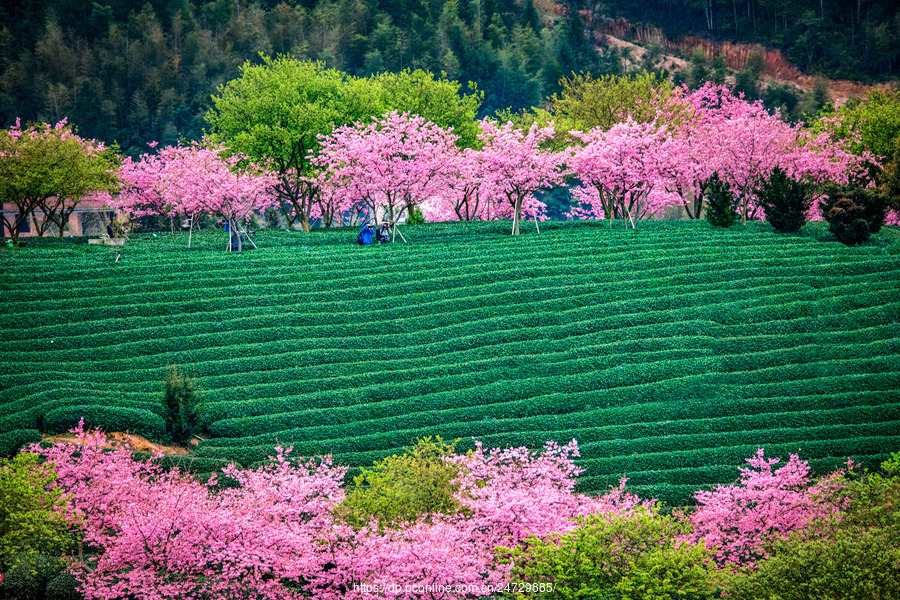 福建永福:樱花园樱花盛放 景美. (共p)