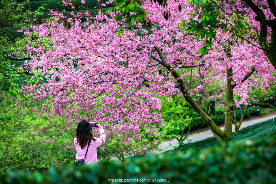 福建永福:樱花园樱花盛放 景美. (共p)