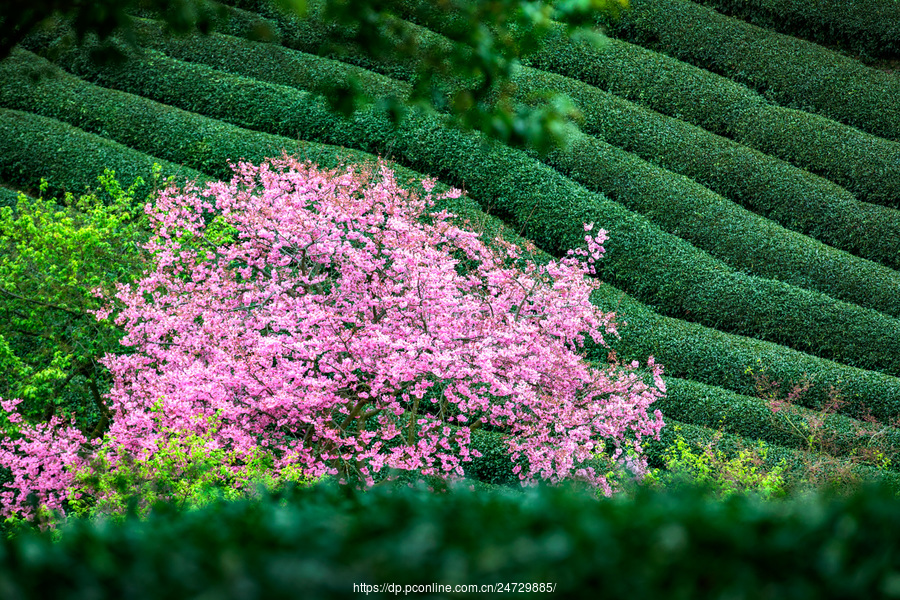 福建永福:樱花园樱花盛放 景美(共p)