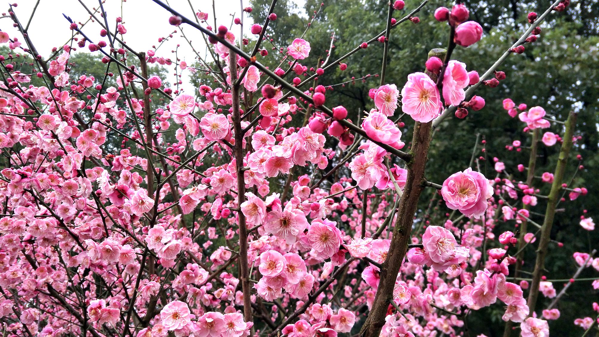冬天梅花花朵粉色自然风景摄影图高清摄影大图-千库网