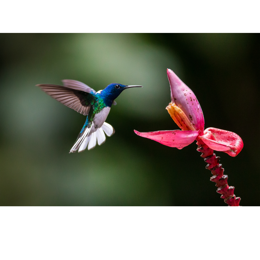 【白颈蜂鸟摄影图片】生态摄影_太平洋电脑网摄影部落
