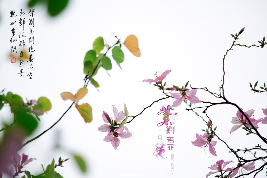 紫荆芳菲二月花