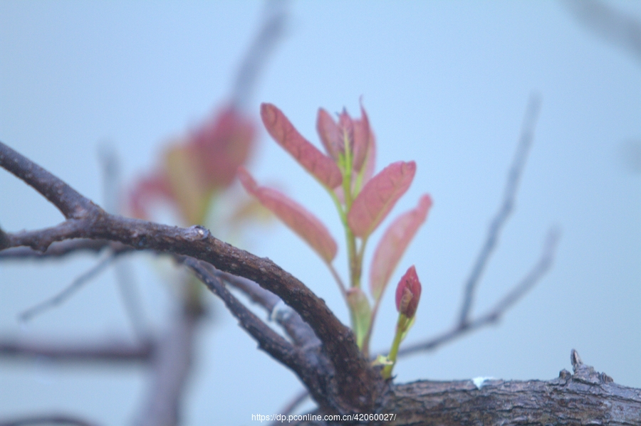 【春雨春芽】