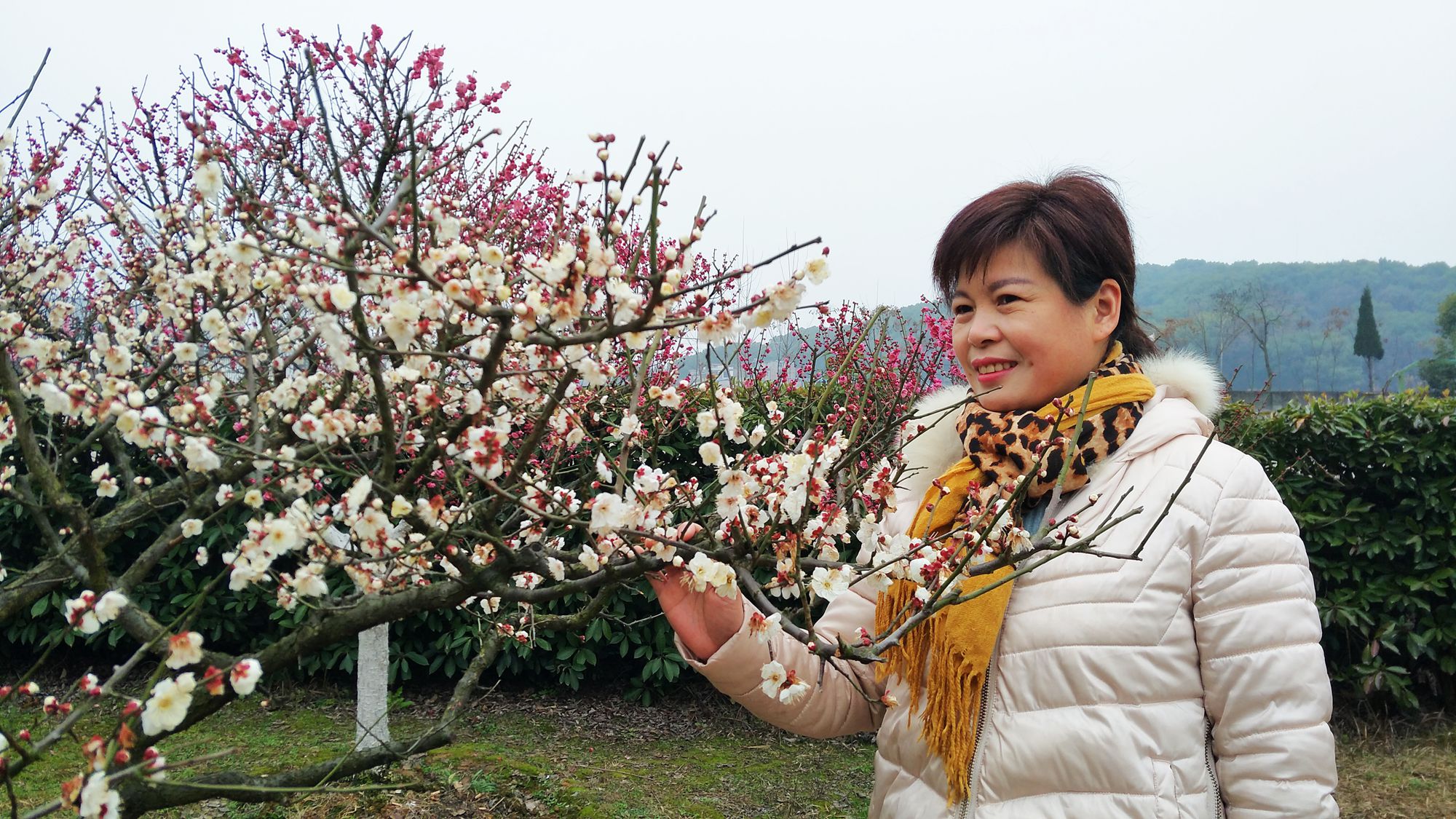 梅花美女一