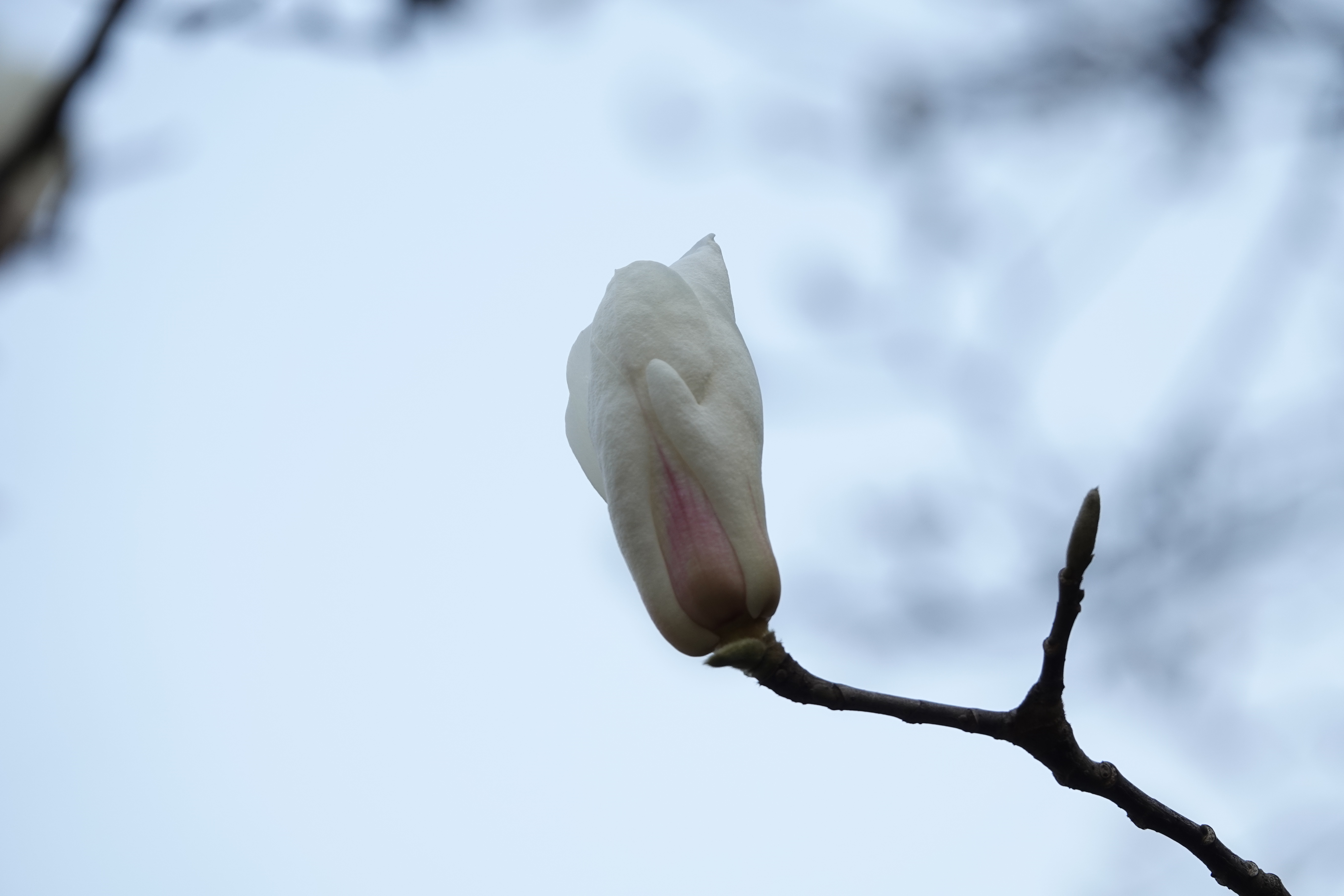 玉兰花开