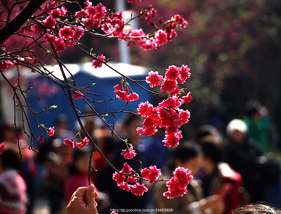 繁花似锦