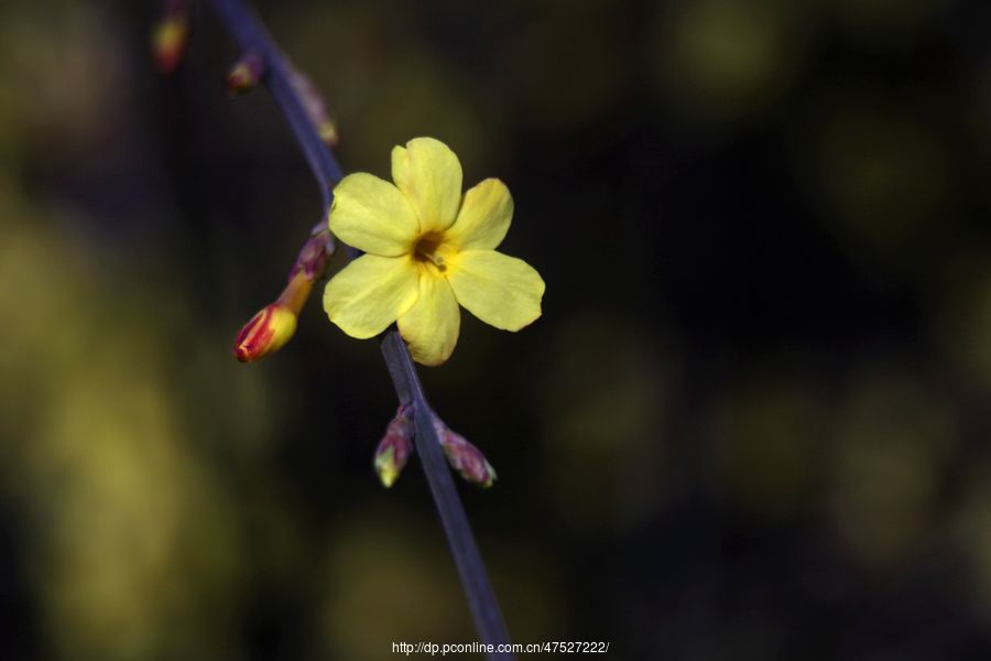 迎春花