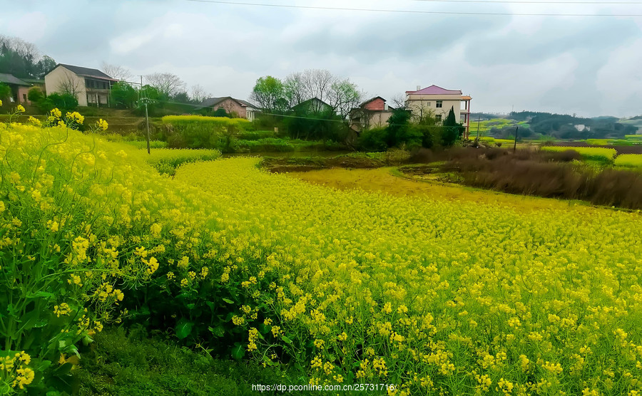 【家乡田园---雨中油菜花(手机版)摄影图片】风光摄影