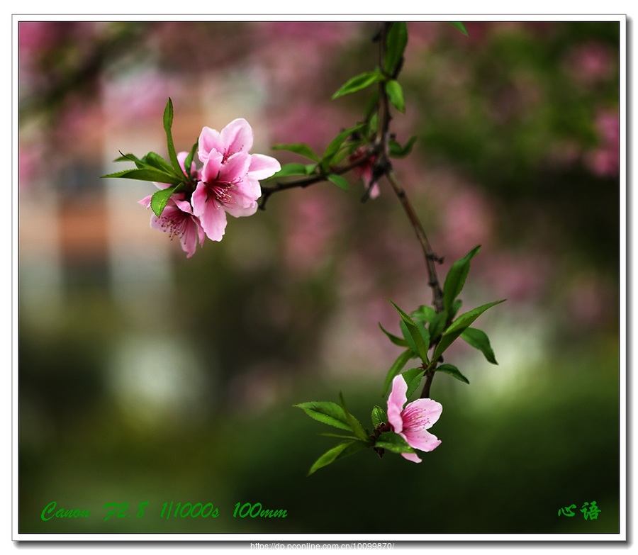 桃花珺珺 春风拂面(一)