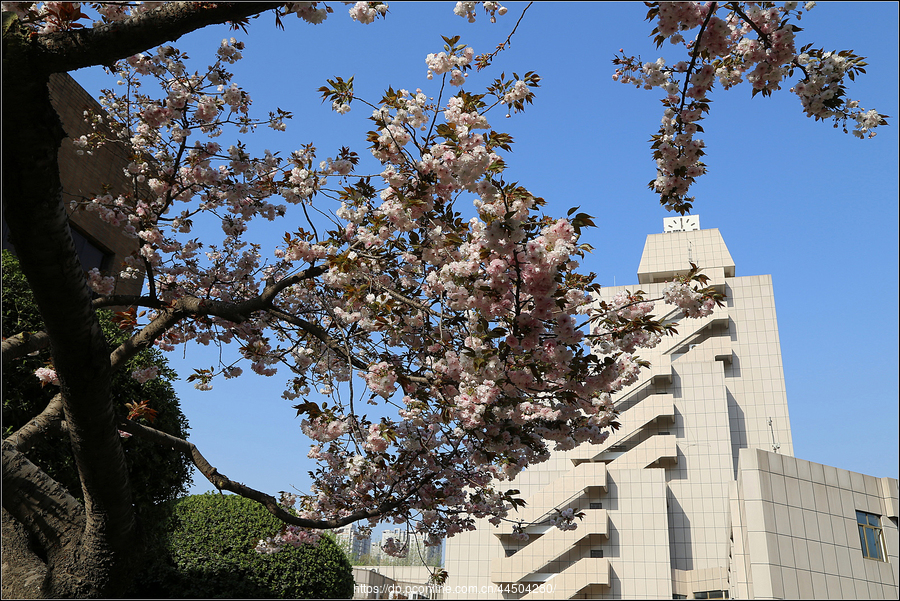 西安交通大学的樱花