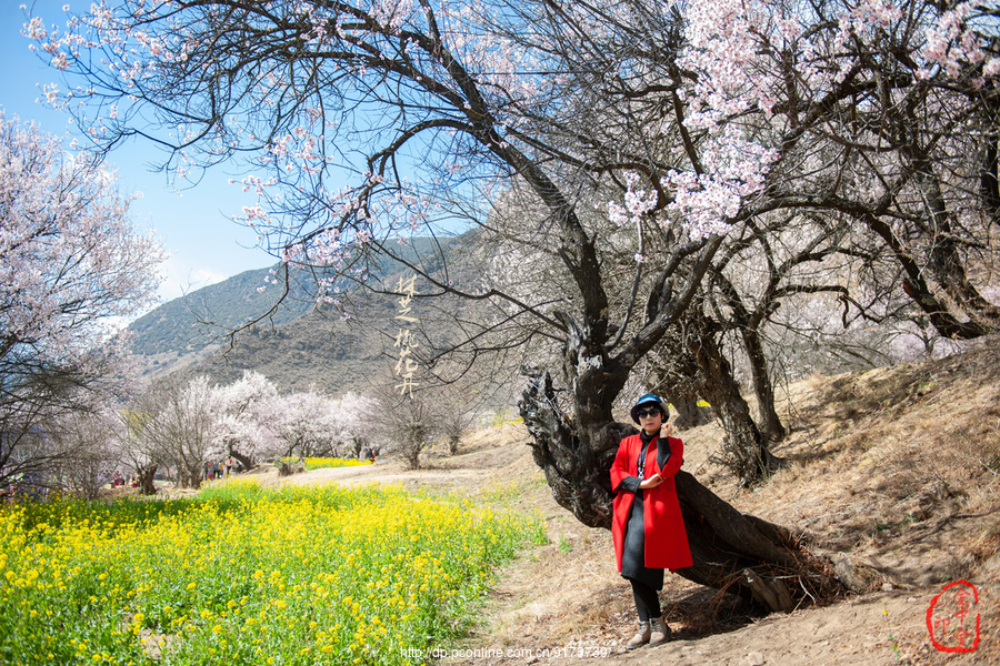 【林芝桃花开摄影图片】人像摄影_金中金_太平洋电脑网摄影部落