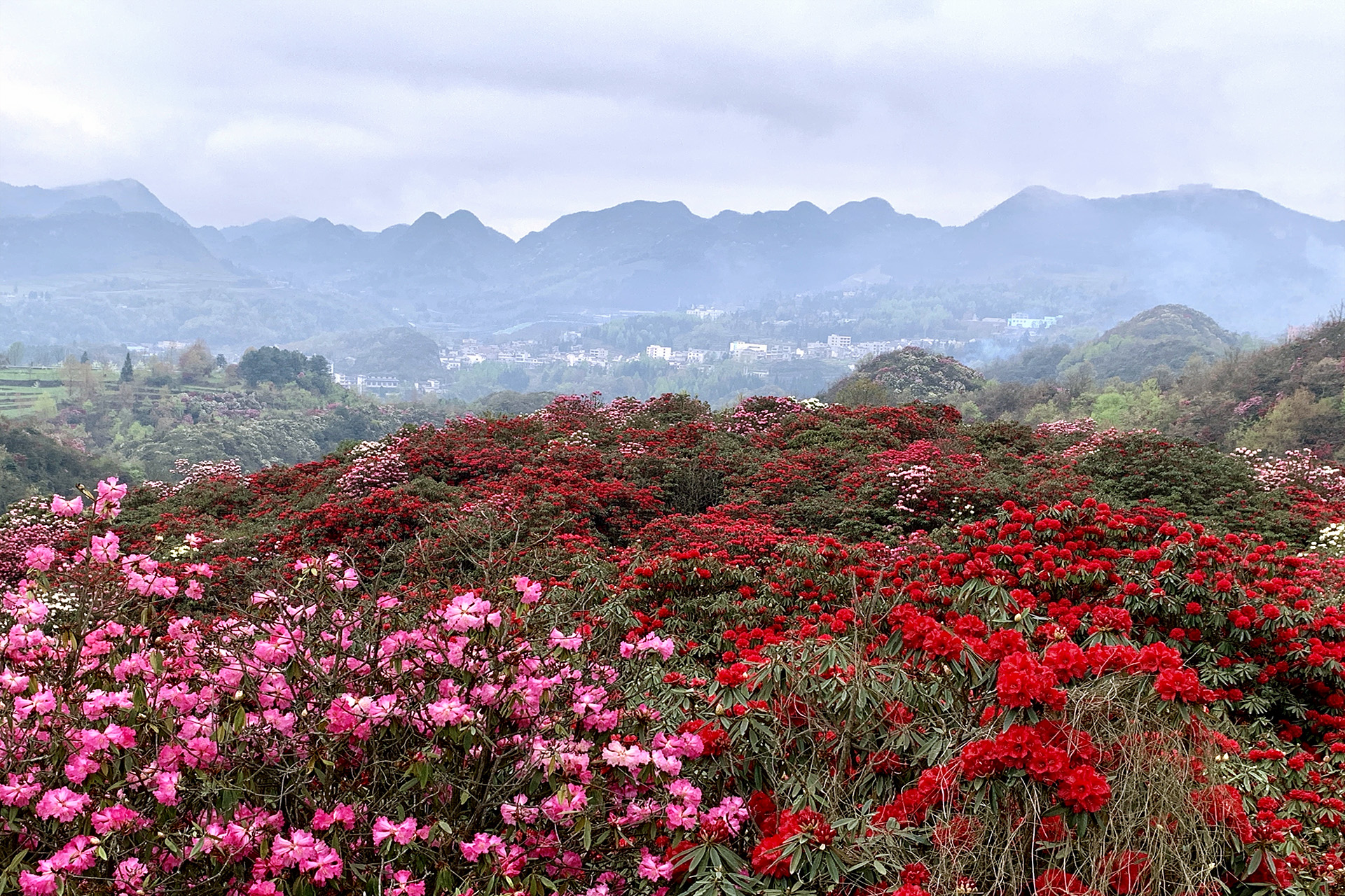 高原上的天然大花园——贵州百里杜鹃-毕节旅游攻略-游记-去哪儿攻略
