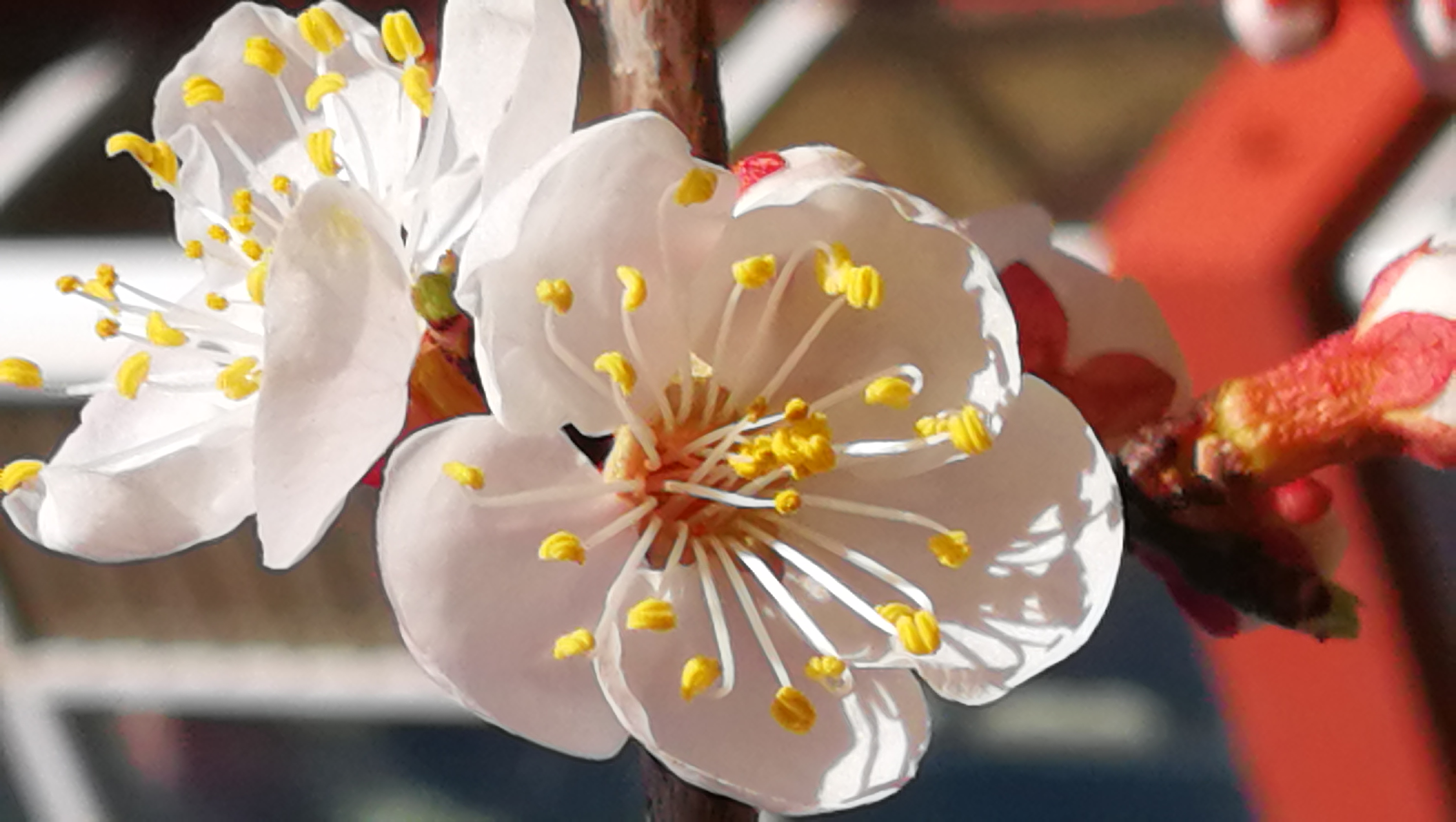 杏花图片_杏花的花朵图片大全 - 花卉网