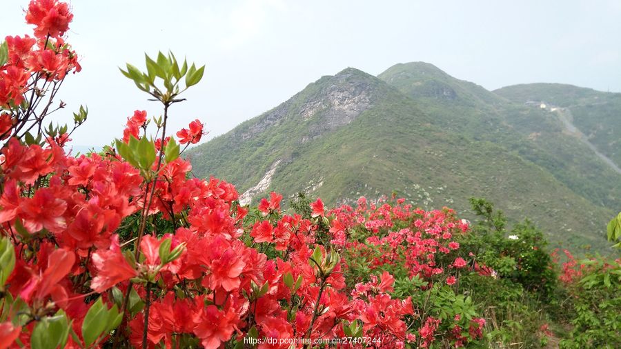 杜鹃花映山红遍