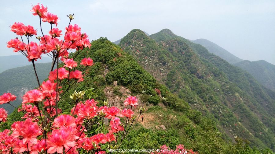 杜鹃花映山红遍