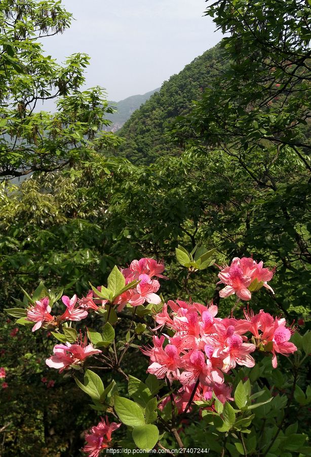 高山杜鹃花