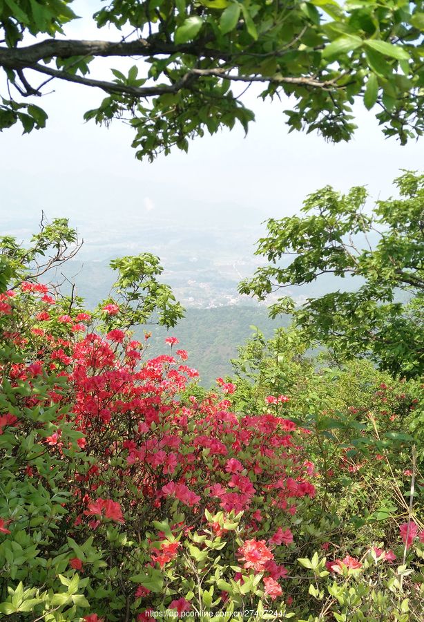 高山野生杜鹃花