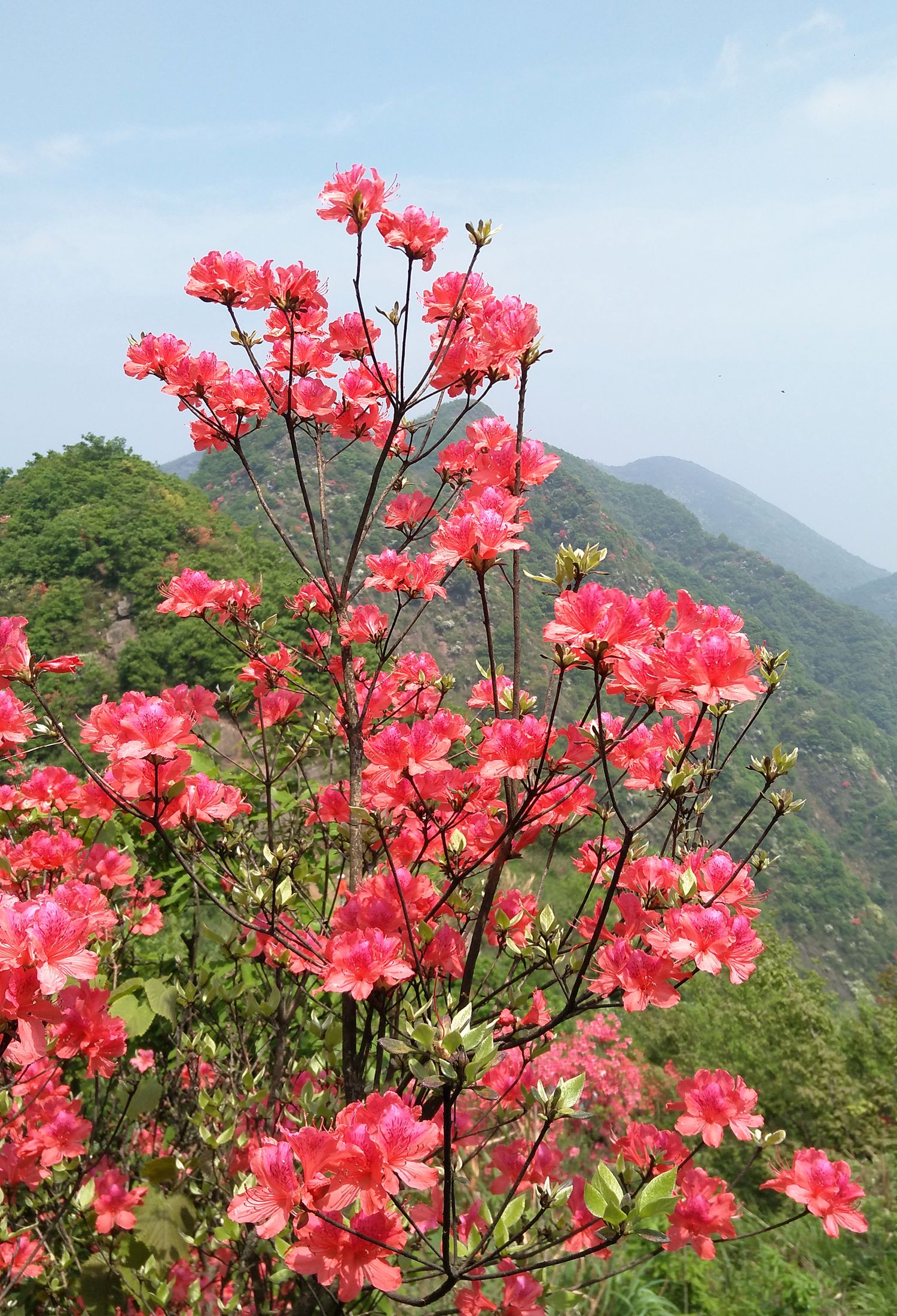 高山野生杜鹃花