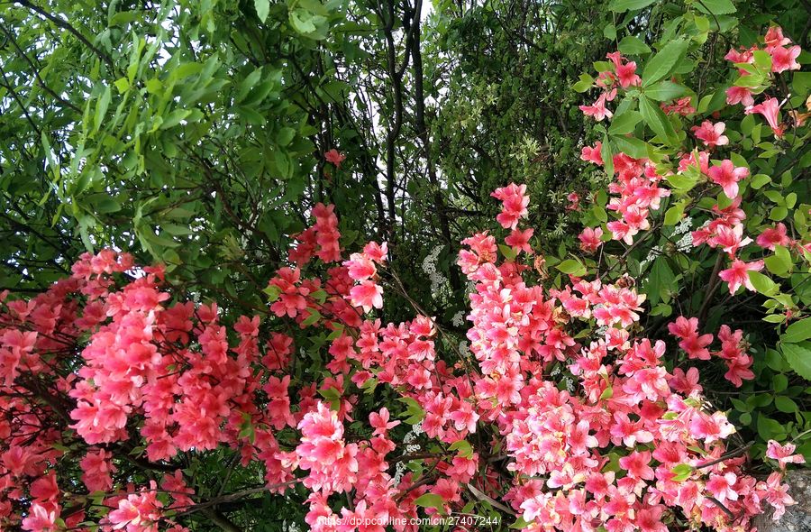 高山野生杜鹃花