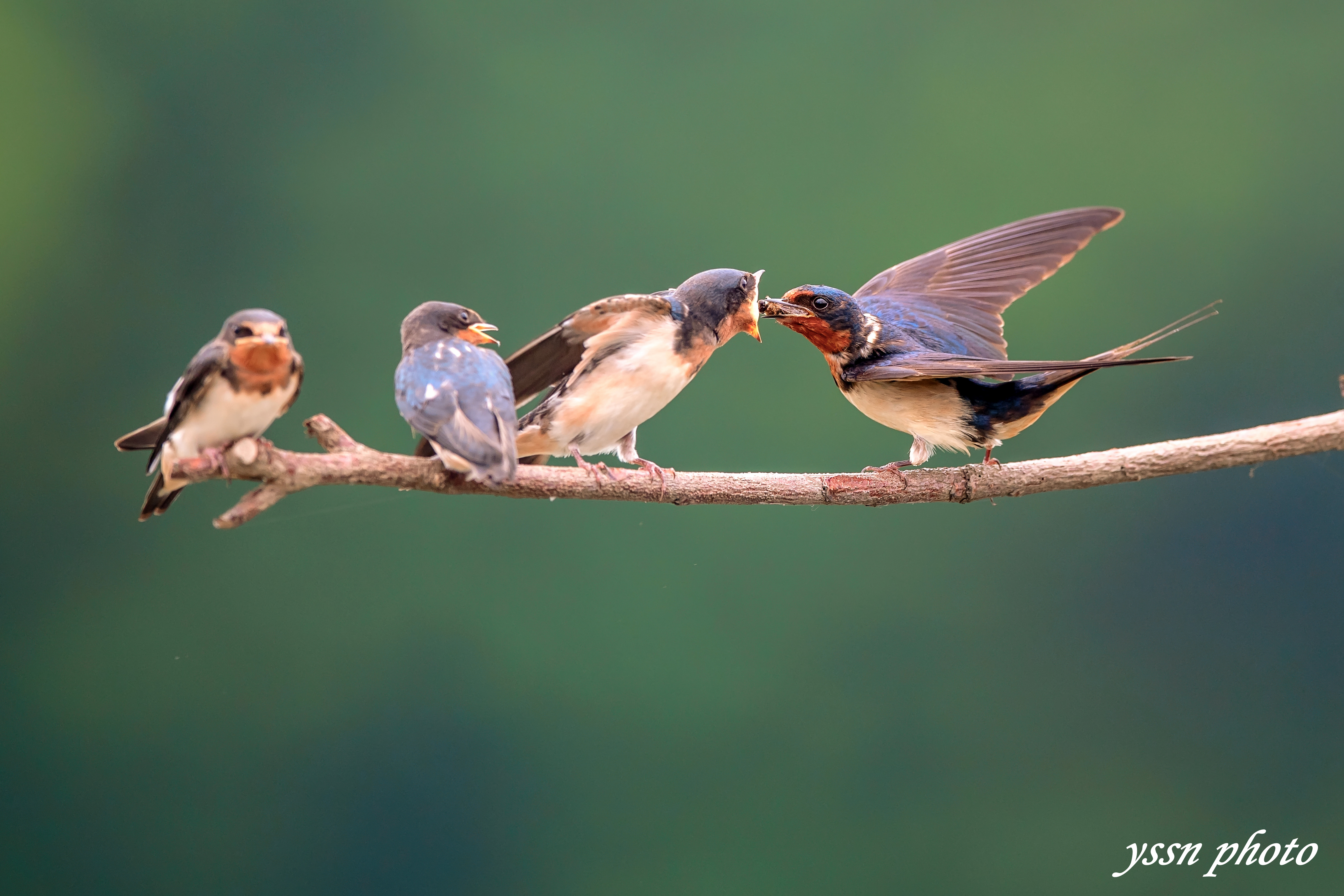家燕-黄河湿地鸟类-图片