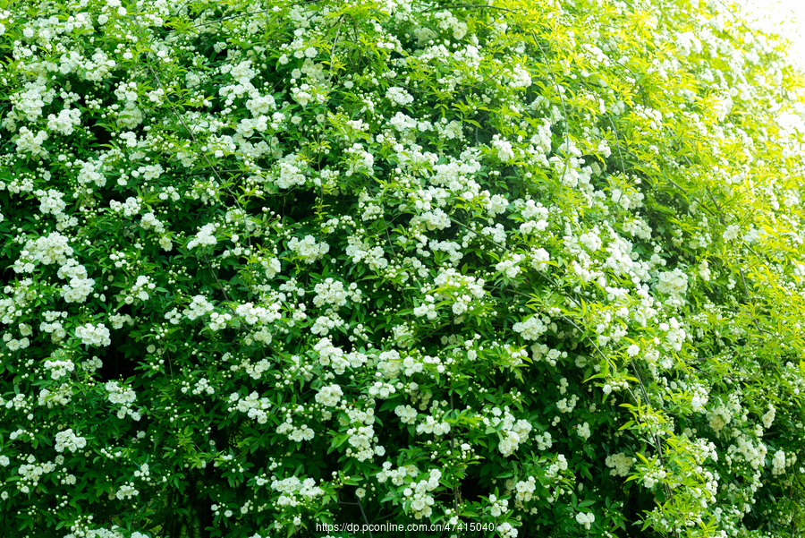 木香花