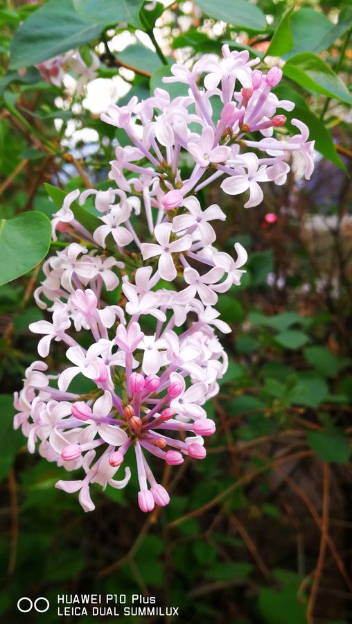 丁香花