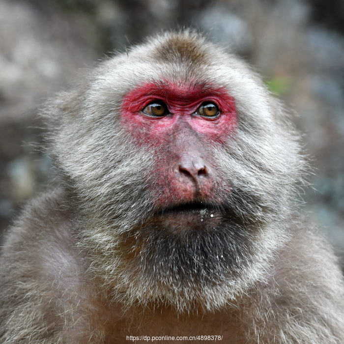 武夷山自然保护区的野猴