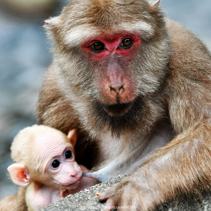 武夷山自然保护区的野猴