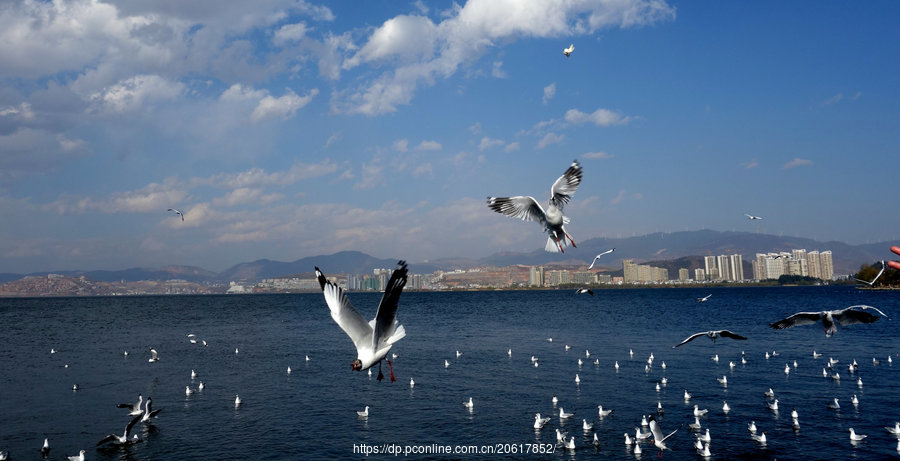 洱海红嘴鸥