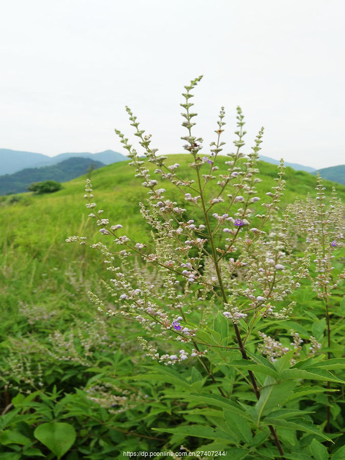 狼羊草海风光美(四)