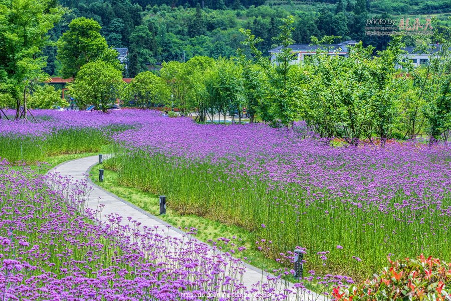 草塘花海