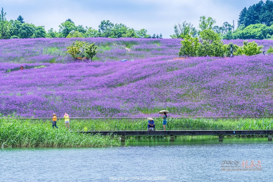 草塘花海