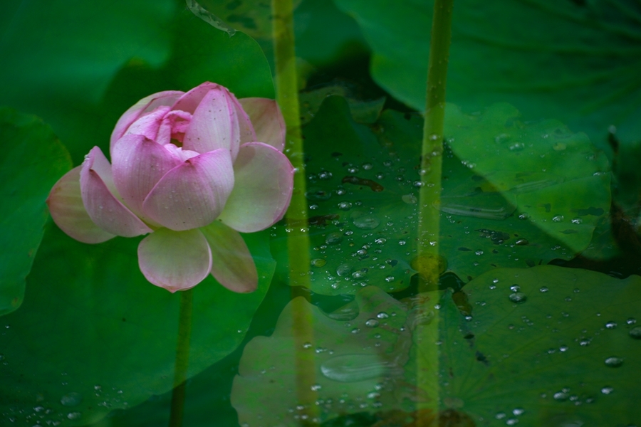 雨后荷韵