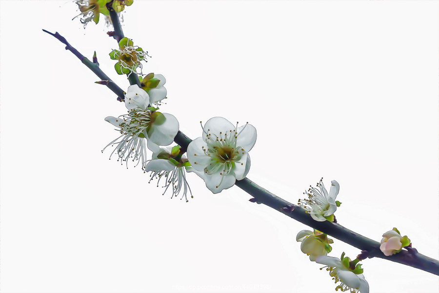 练习:香雪梅花(一)