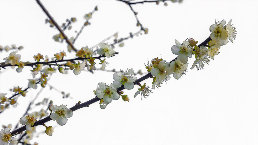 练习:香雪梅花(一)