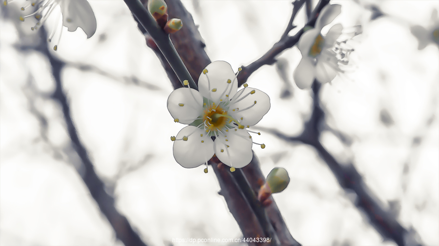 练习:香雪梅花(一)