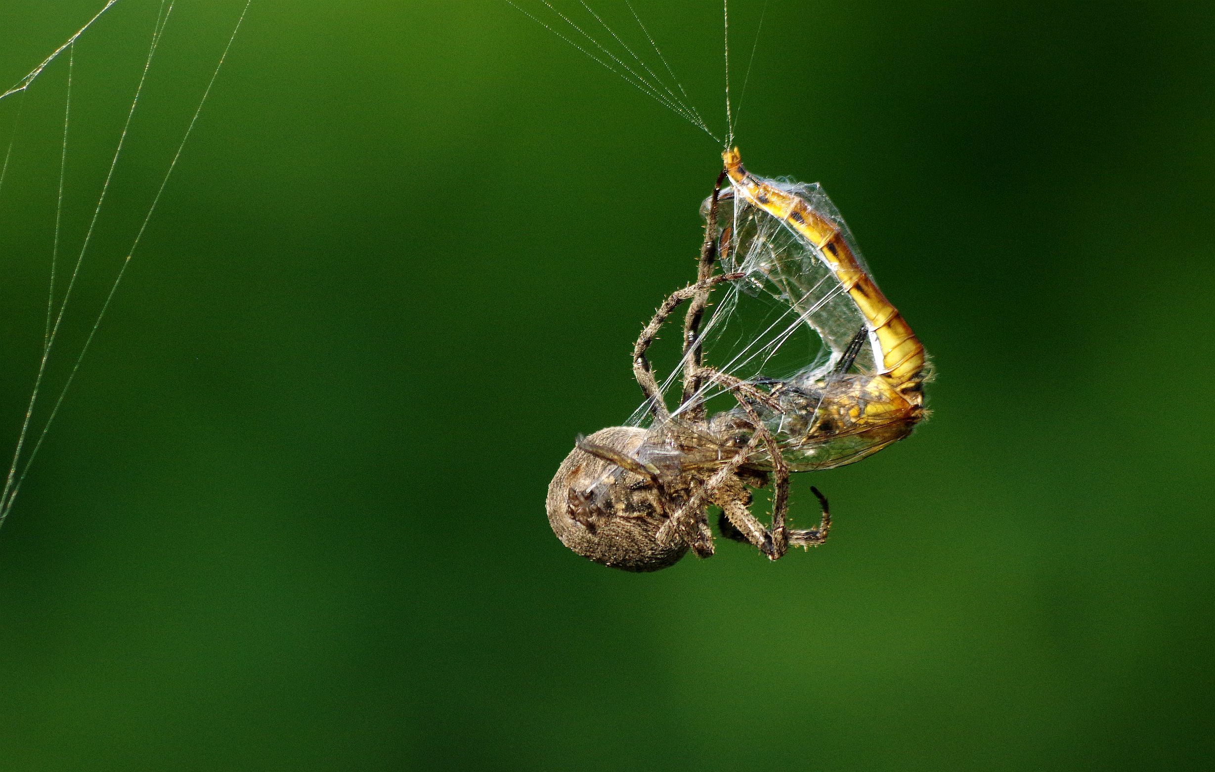 大腹园蛛捕食，看到被蜘蛛吃剩下的蝴蝶眼睛了吗|蝴蝶|园蛛|蜘蛛_新浪新闻