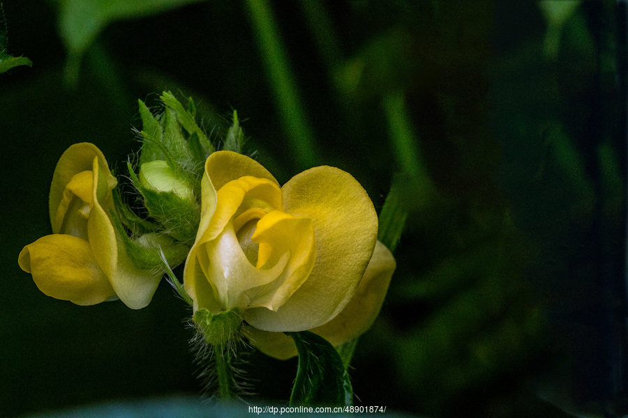 小豆花