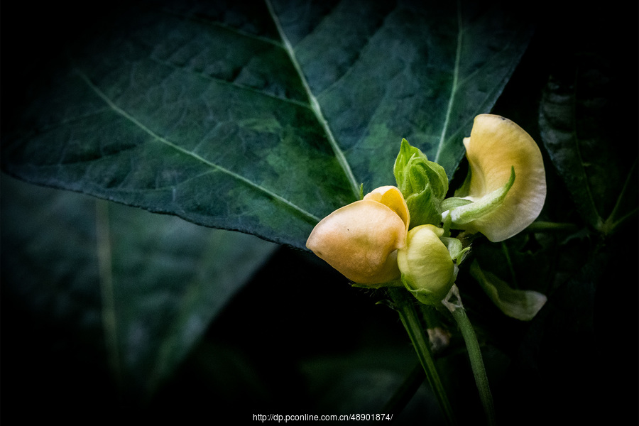 小豆花