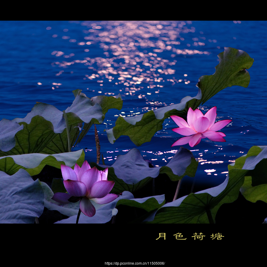 月色荷塘