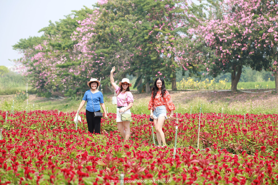 翰林花海等着你