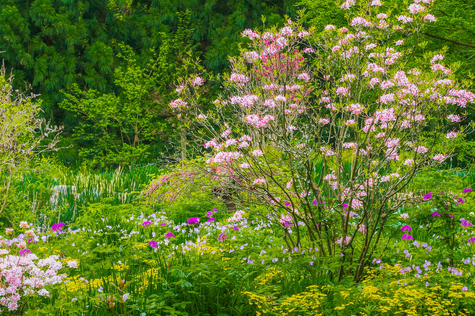 Chanticleer Gurushots Liqiong