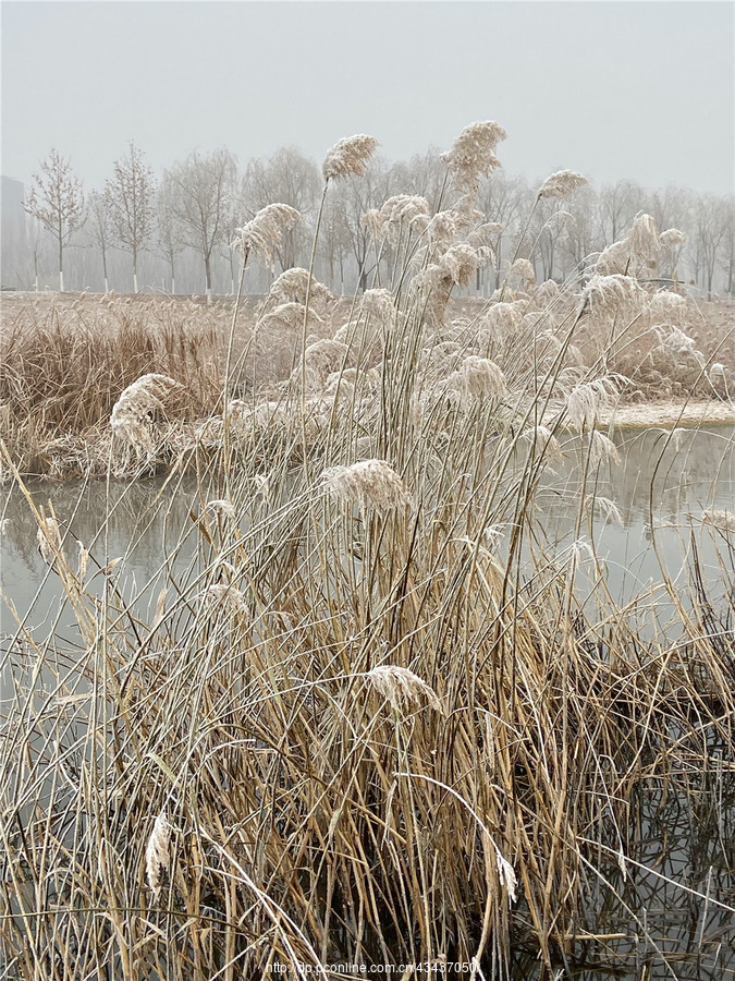 刘勇良手机纪实摄影:芦花残雪