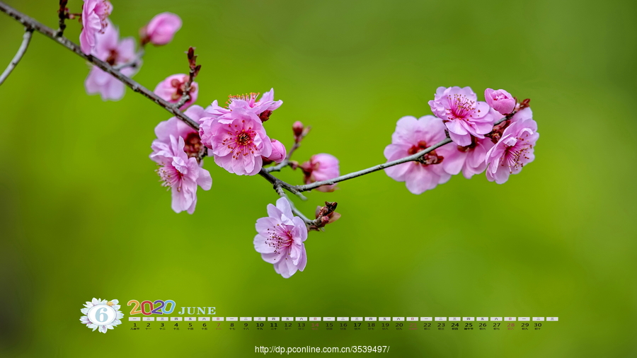 2020花卉摄影月历