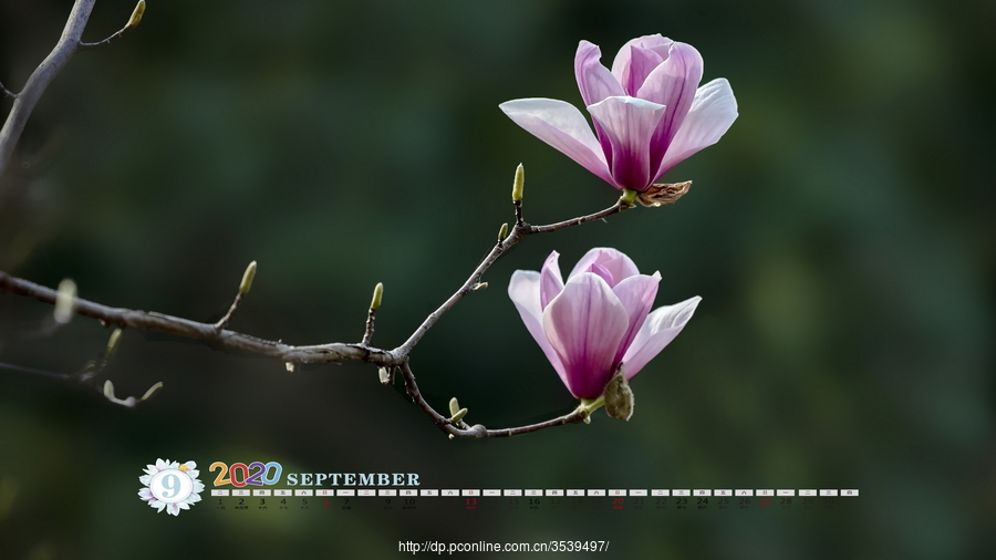 2020花卉摄影月历