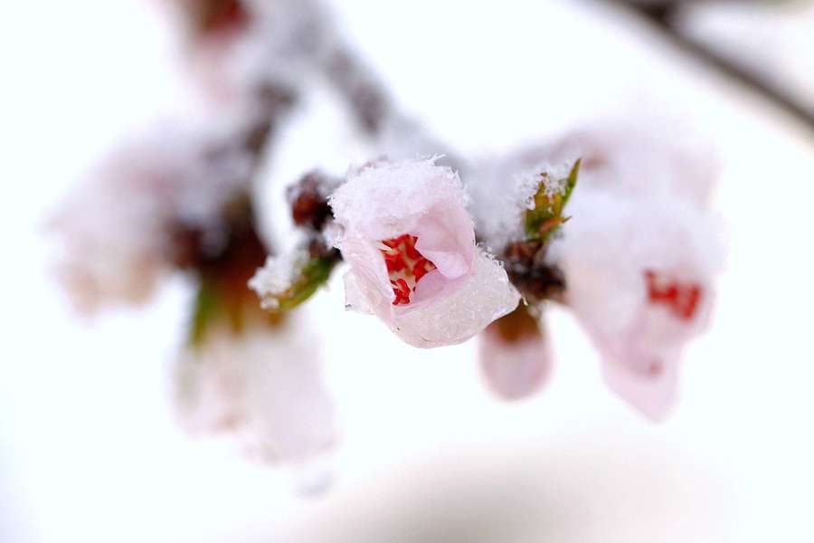 傲雪红梅