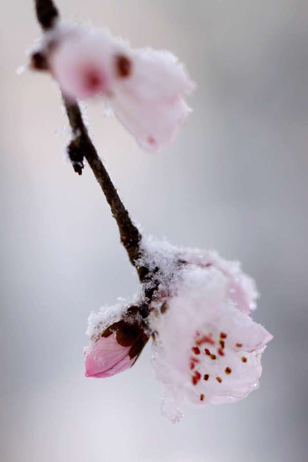 傲雪红梅